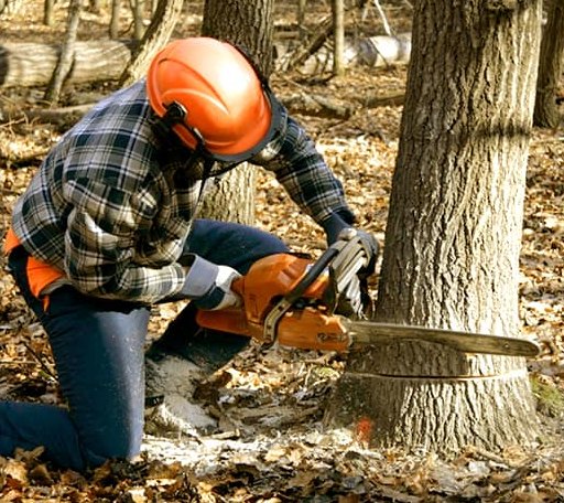 Tree Removal in Gaithersburg, MD